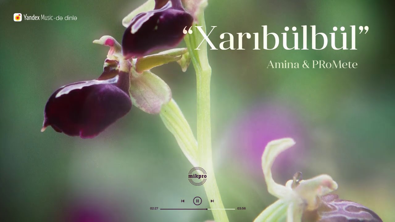 Amina x PRoMete - XarıBülbül Mp3 Yüklə