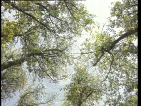 Barış Manço - Dağlar Dağlar Mp3 Yüklə
